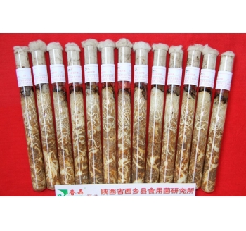 天麻蜜環菌母種、原種、栽培種